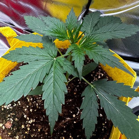 Lemon Haze Auto growlog timeline photo