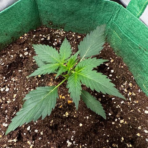 Wedding Cake Auto growlog timeline photo
