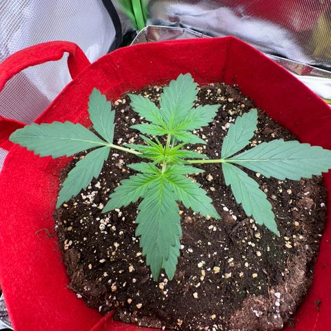 DEVIL CREAM AUTO growlog timeline photo