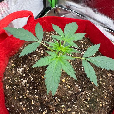 DEVIL CREAM AUTO growlog timeline photo