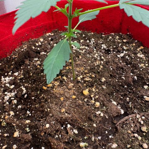 DEVIL CREAM AUTO growlog timeline photo