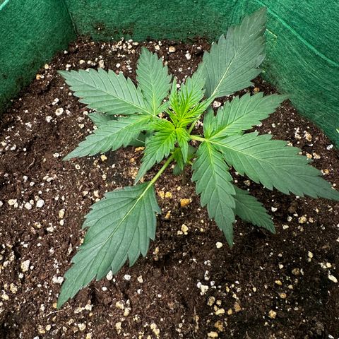 Wedding Cake Auto growlog timeline photo