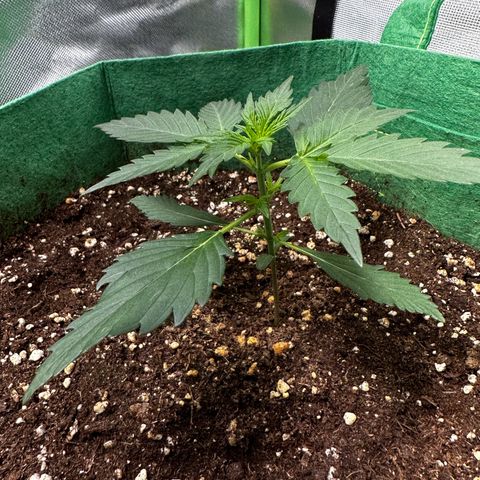 Wedding Cake Auto growlog timeline photo
