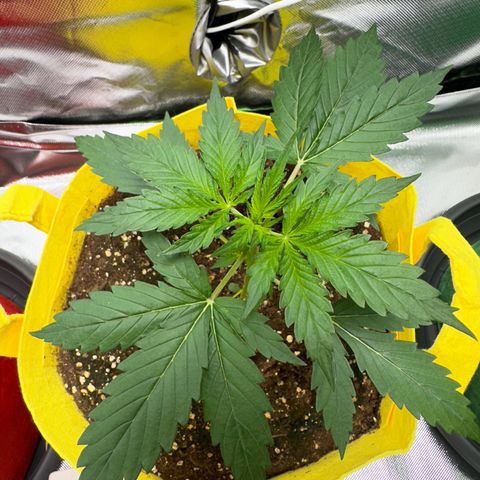 Lemon Haze Auto growlog timeline photo