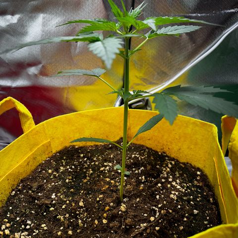 Lemon Haze Auto growlog timeline photo