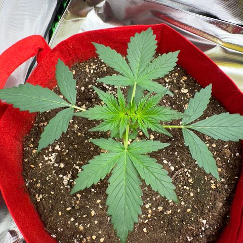 DEVIL CREAM AUTO growlog timeline photo