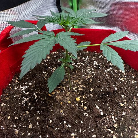 DEVIL CREAM AUTO growlog timeline photo