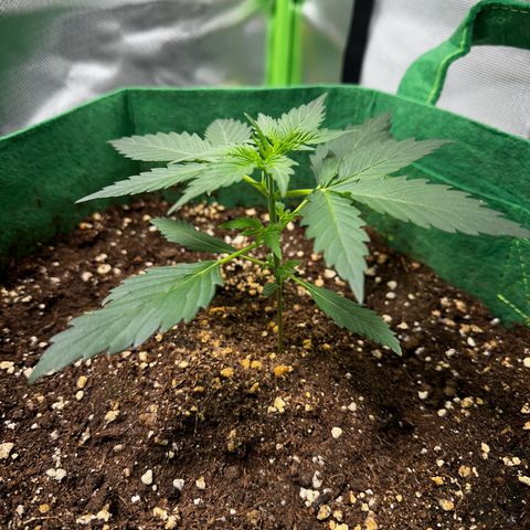Wedding Cake Auto growlog timeline photo