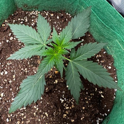 Wedding Cake Auto growlog timeline photo