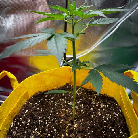Lemon Haze Auto growlog timeline photo