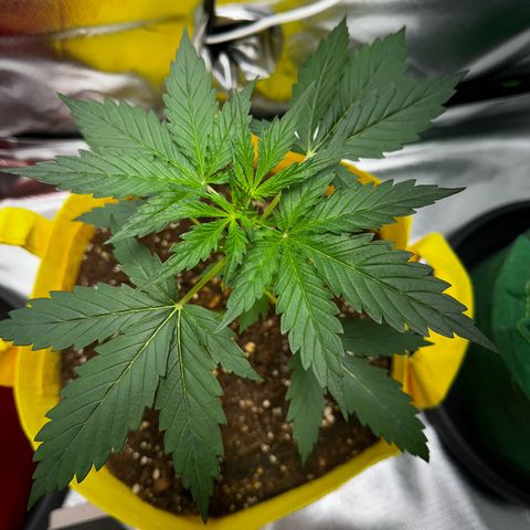Lemon Haze Auto growlog timeline photo