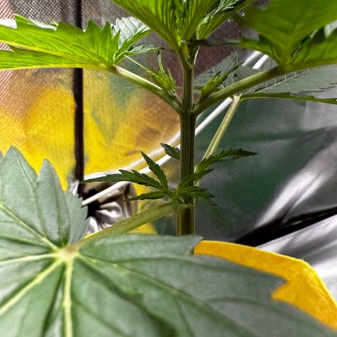 Lemon Haze Auto growlog timeline photo