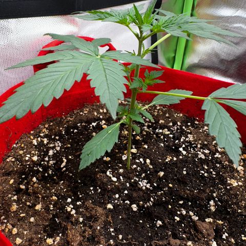 DEVIL CREAM AUTO growlog timeline photo