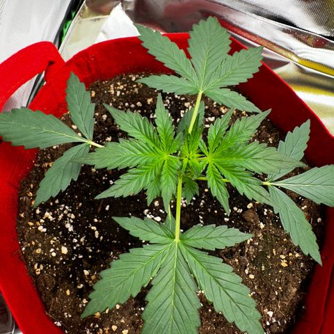 DEVIL CREAM AUTO growlog timeline photo