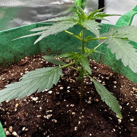 Wedding Cake Auto growlog timeline photo