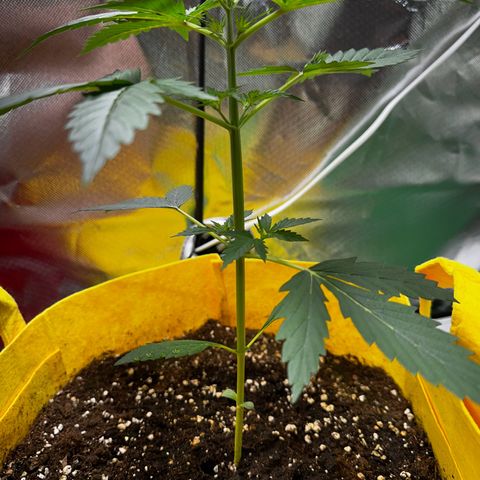 Lemon Haze Auto growlog timeline photo