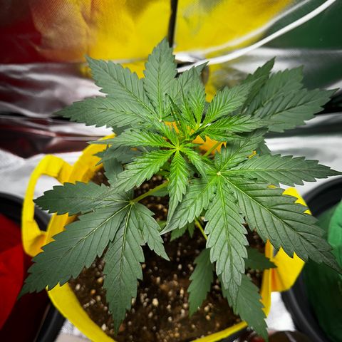 Lemon Haze Auto growlog timeline photo