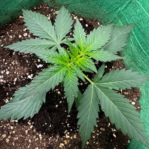 Wedding Cake Auto growlog timeline photo