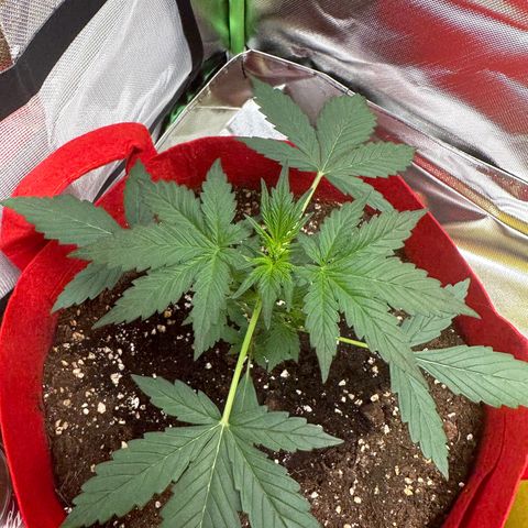 DEVIL CREAM AUTO growlog timeline photo