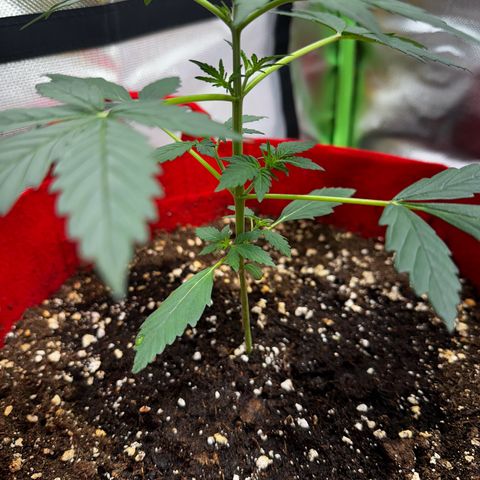 DEVIL CREAM AUTO growlog timeline photo