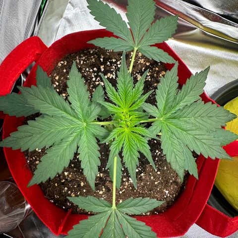 DEVIL CREAM AUTO growlog timeline photo