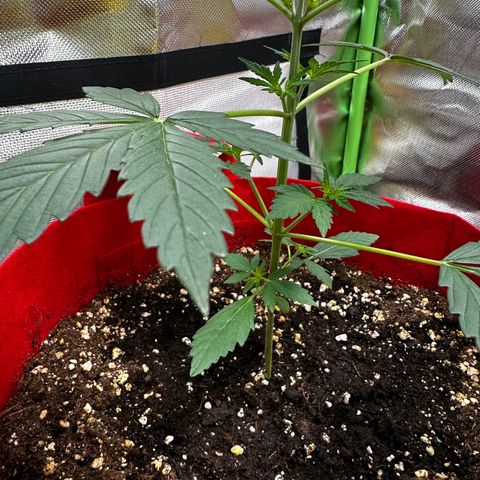 DEVIL CREAM AUTO growlog timeline photo