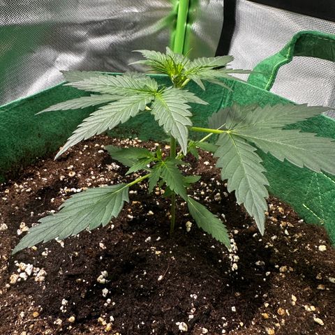 Wedding Cake Auto growlog timeline photo