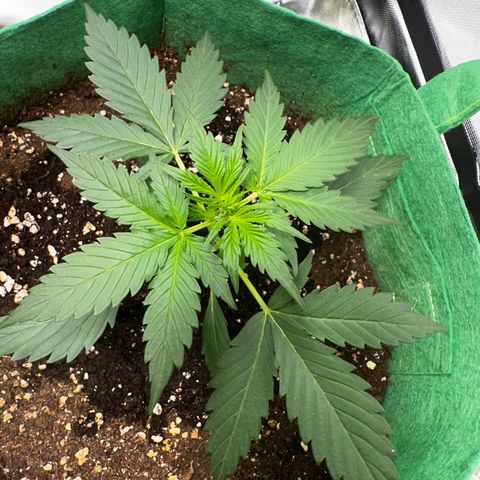 Wedding Cake Auto growlog timeline photo