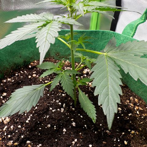 Wedding Cake Auto growlog timeline photo