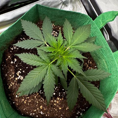 Wedding Cake Auto growlog timeline photo