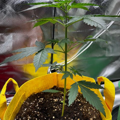 Lemon Haze Auto growlog timeline photo