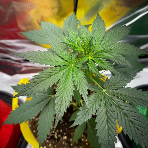 Lemon Haze Auto growlog timeline photo