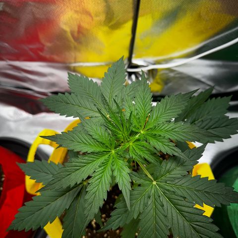 Lemon Haze Auto growlog timeline photo