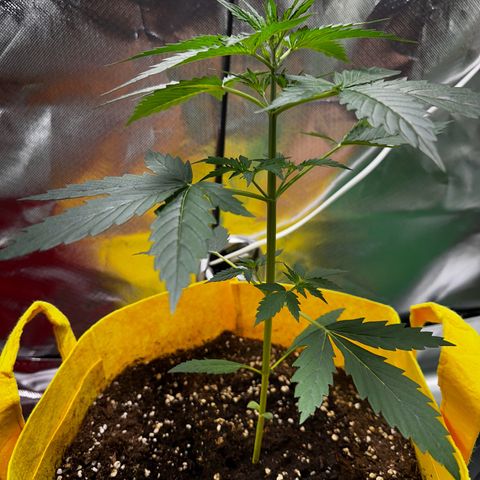 Lemon Haze Auto growlog timeline photo