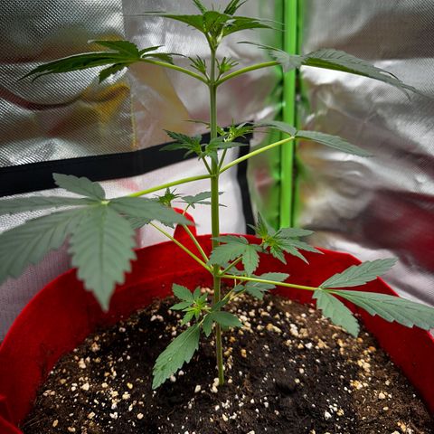 DEVIL CREAM AUTO growlog timeline photo