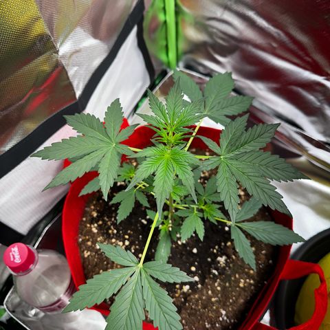 DEVIL CREAM AUTO growlog timeline photo