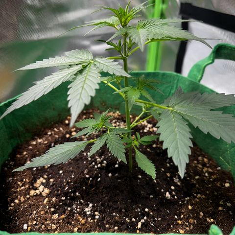 Wedding Cake Auto growlog timeline photo