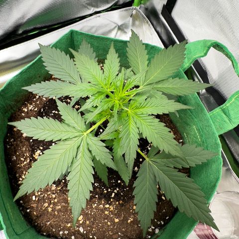 Wedding Cake Auto growlog timeline photo