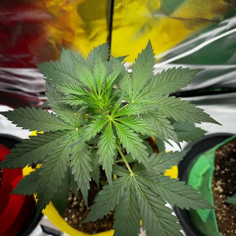 Lemon Haze Auto growlog timeline photo