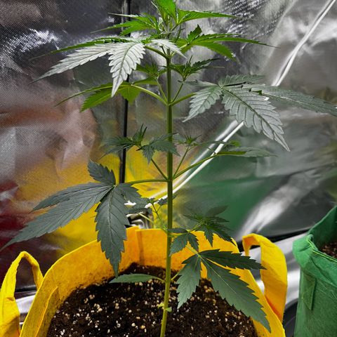 Lemon Haze Auto growlog timeline photo