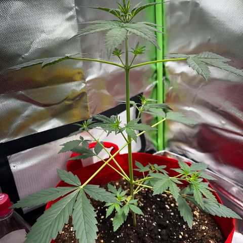 DEVIL CREAM AUTO growlog timeline photo