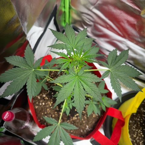 DEVIL CREAM AUTO growlog timeline photo