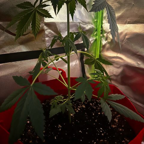 DEVIL CREAM AUTO growlog timeline photo