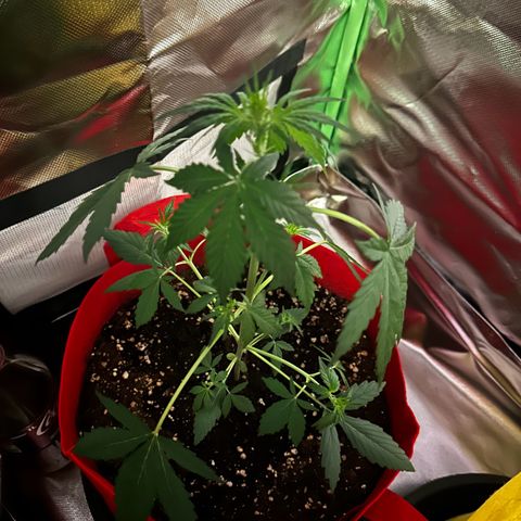 DEVIL CREAM AUTO growlog timeline photo