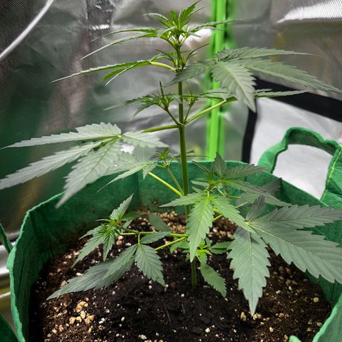 Wedding Cake Auto growlog timeline photo