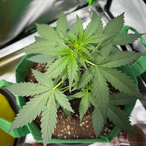 Wedding Cake Auto growlog timeline photo