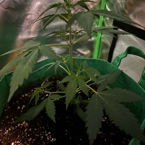 Wedding Cake Auto growlog timeline photo
