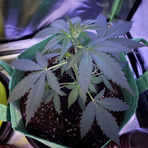 Wedding Cake Auto growlog timeline photo