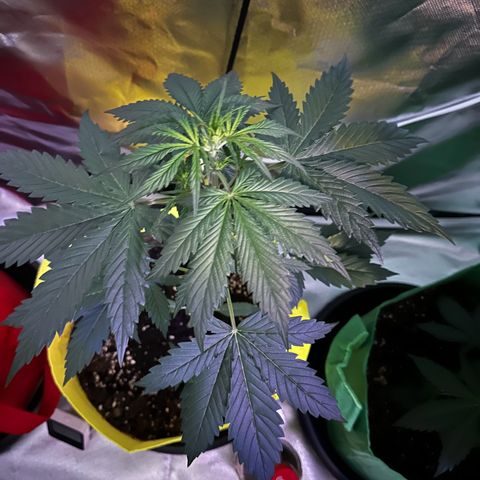 Lemon Haze Auto growlog timeline photo