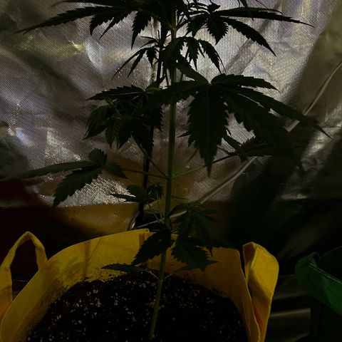 Lemon Haze Auto growlog timeline photo
